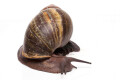 Archachatina puylaerti adult